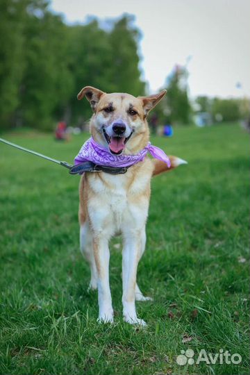 Спасите из приюта