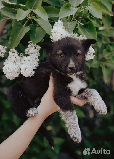 Щенок в добрые руки бесплатно