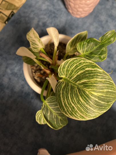 Филодендрон биркин