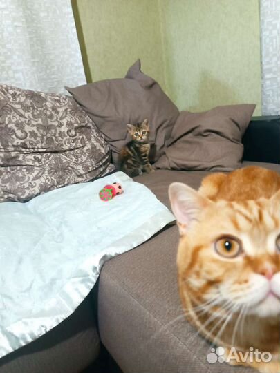 Британские котята девочки