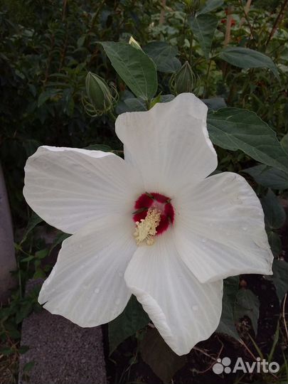 Гибискус болотный, травянистый