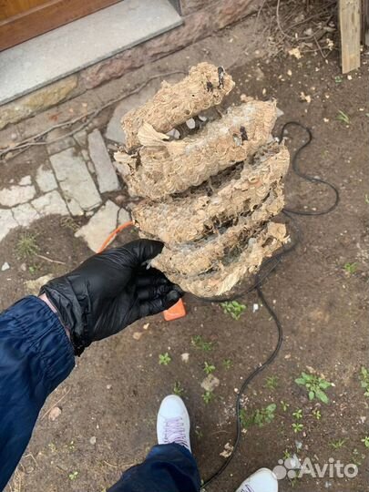 Плесень тараканы клопы осы блохи запахи крысы