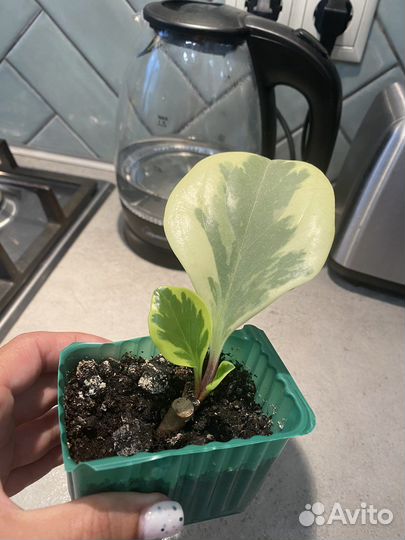 Пеперомия (3 вида)