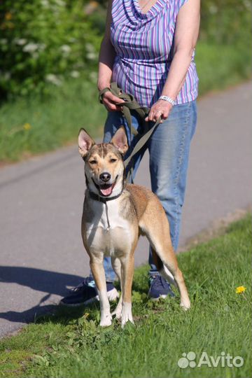 Собака в добрые руки