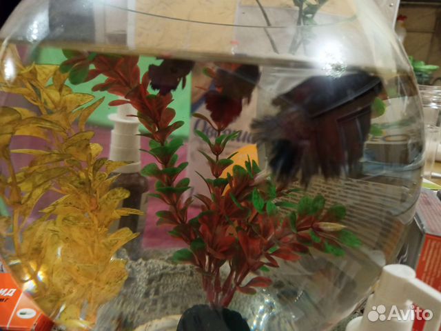 Аквариум круглый на 12 литров