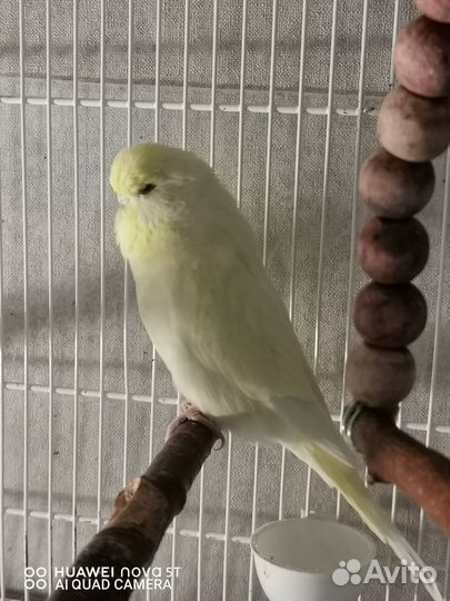 Попугаи ввп чехи