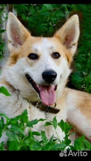 Собака в добрые руки