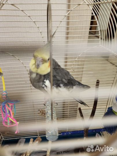 Попугай Корелла мальчик 3 года, немного говорит