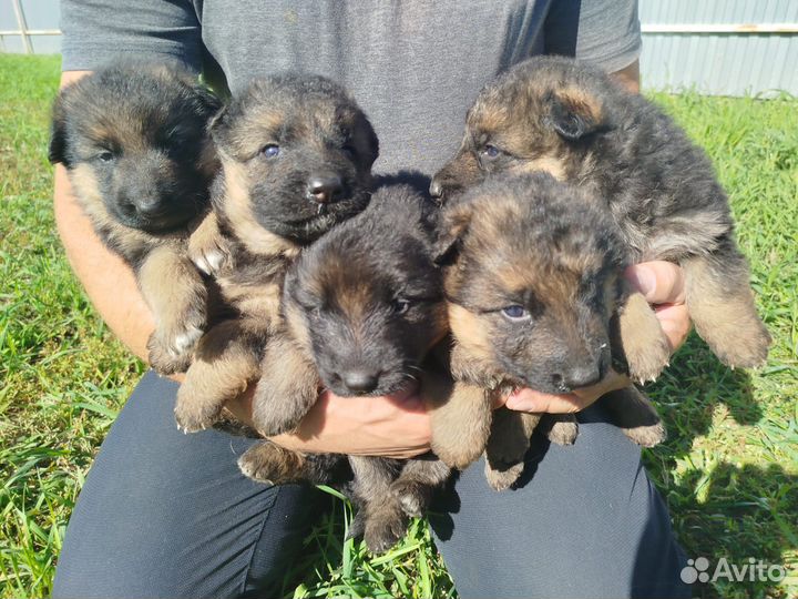 Щенки немецкой овчарки