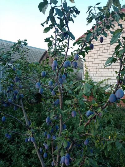 Дом 76,7 м² на участке 7,8 сот.