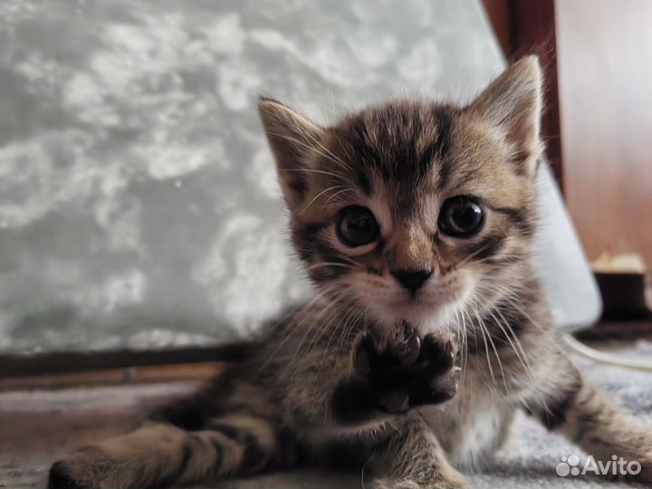 Кошка в дар бесплатно