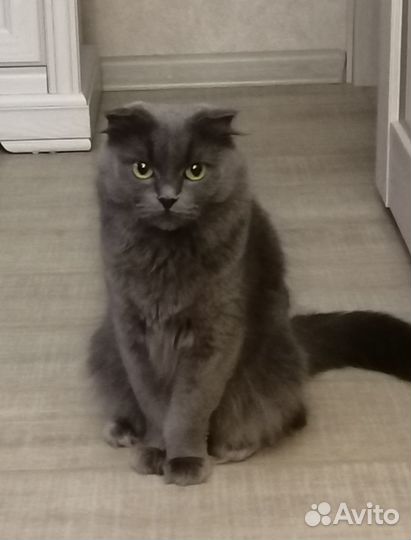 Шотландская вислоухая