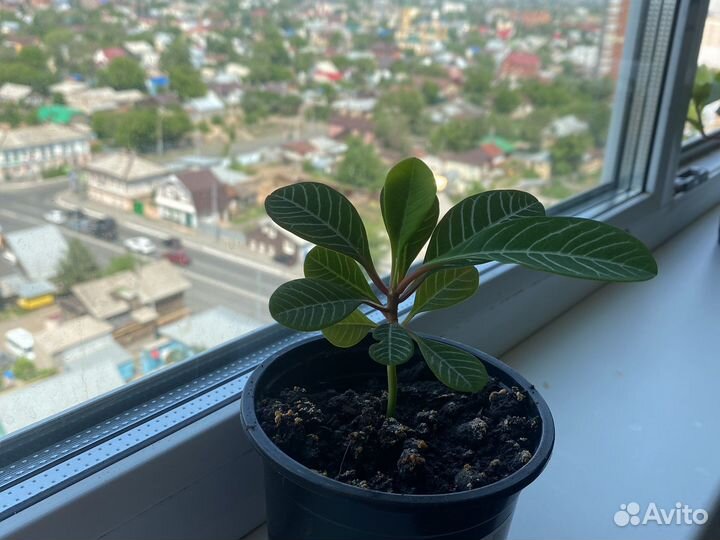 Молочай