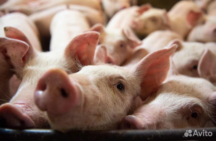 Уход за животными / Вахта М/Ж Г. Орёл