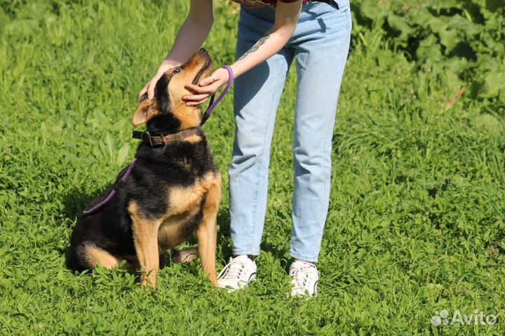 Собака в добрые руки