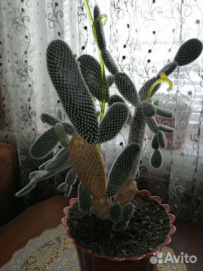 Кактус