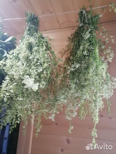 Травы Силы (лекарственные растения)