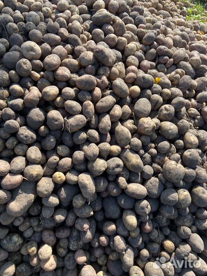 Картофель крупный домашний