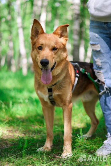 Собака по кличке Модус ищет хозяина