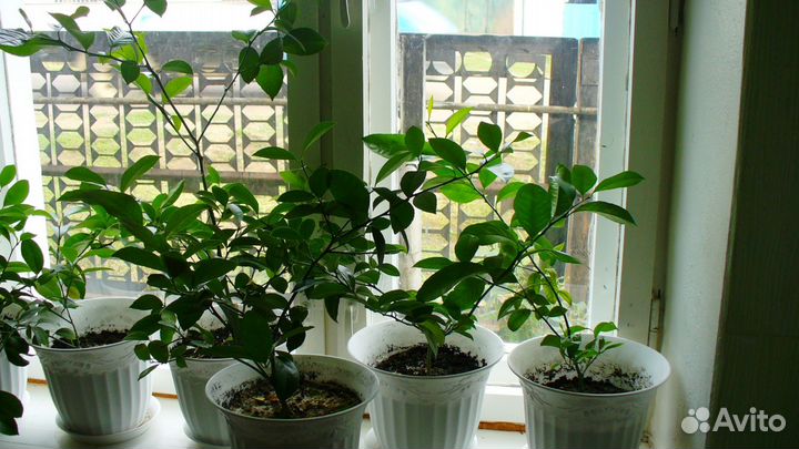 Подарок - лимон