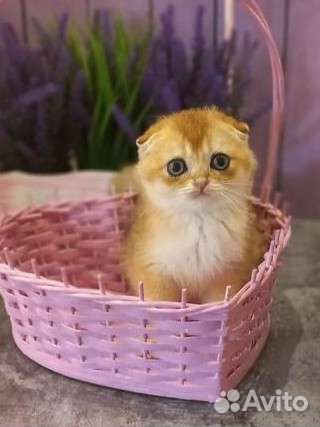 Шотландские котята золотая шиншилла