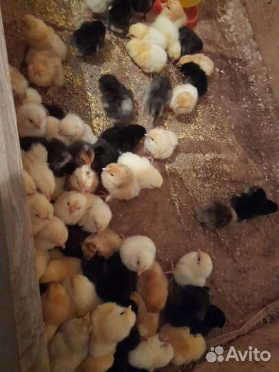 Яйца на инкубацию