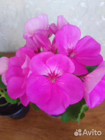 Пеларгония (герань)