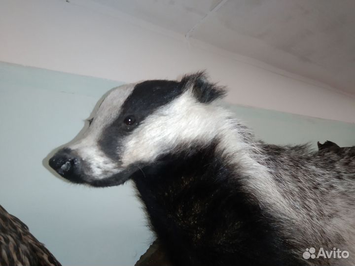 Барсук, чучело, таксидермия