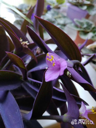 Традесканция Цветок