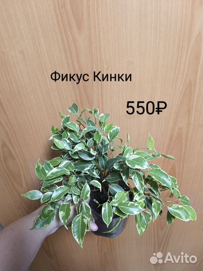 Фикус Кинки