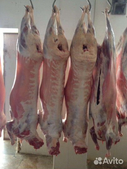 Мясо баранина