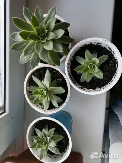 Молодило каменная роза