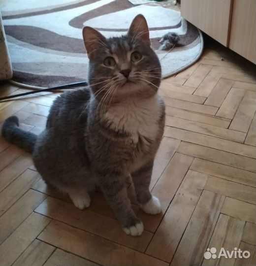 Мурзик ищет дом