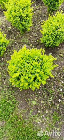 Туи и буксусы