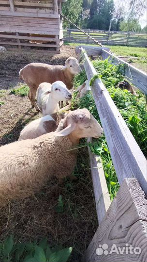 Катумский баран