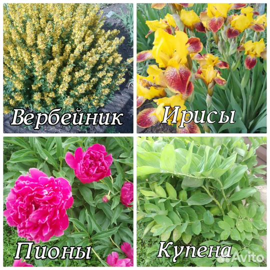 Пион Купена Ирис Вербейник Сныть