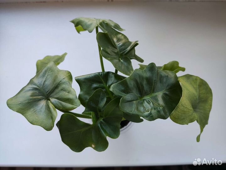 Комнатные цветы отростки