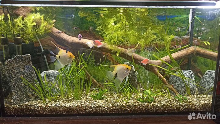 Обслуживание пресноводных аквариумов