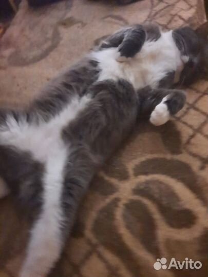 Кошки в добрые руки бесплатно