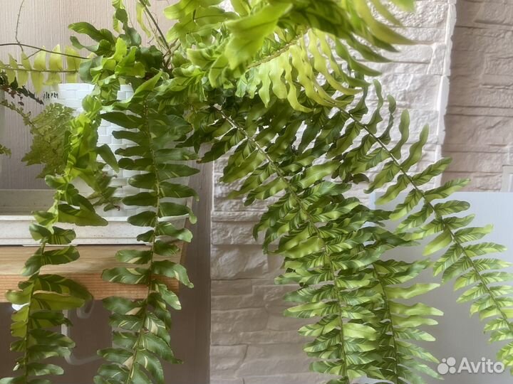 Вайки папоротников