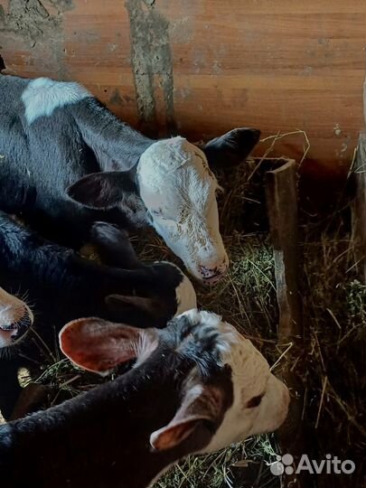 Бычки телята