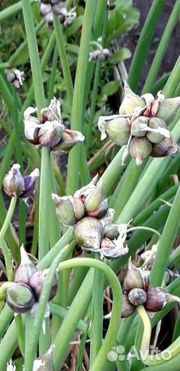 Лук многоярусный (многолетний) стрелка