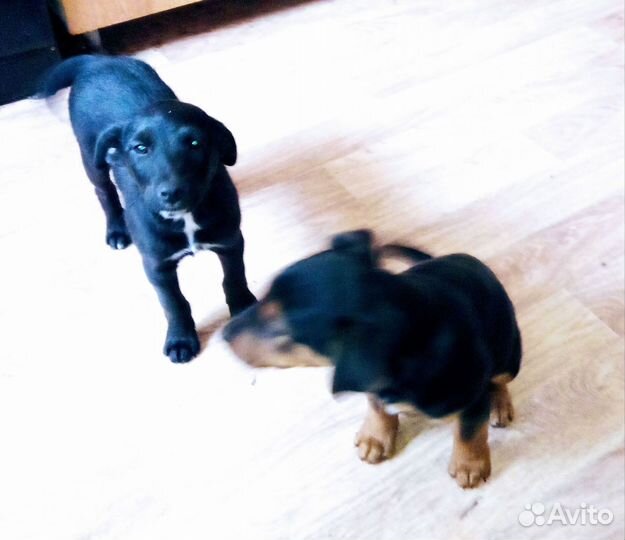 Щенки охотничьей породы