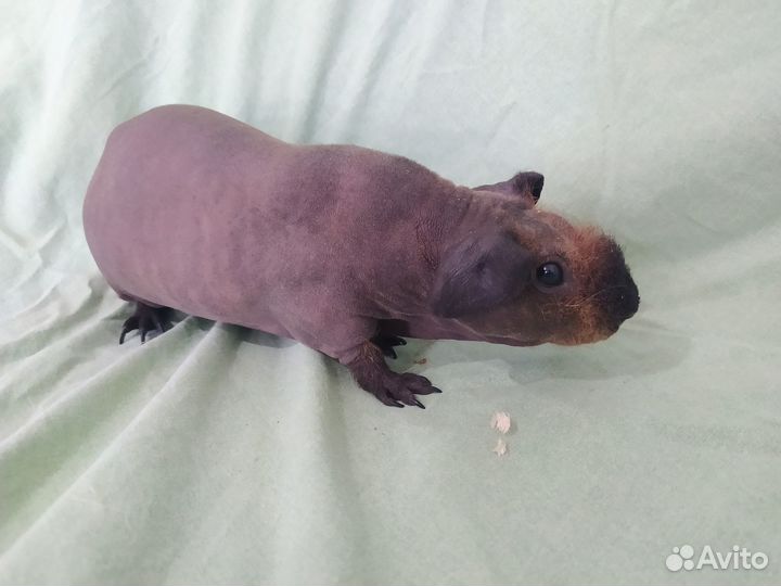 Морские свинки лысые голые малыши 4 шт