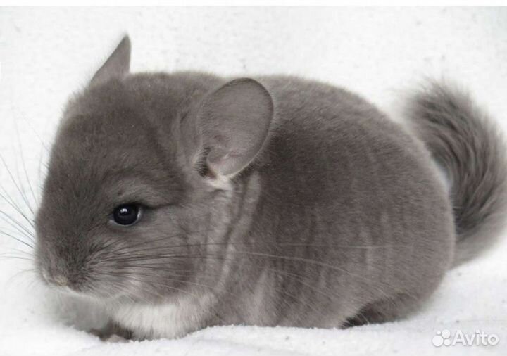 Шиншиллы малыши