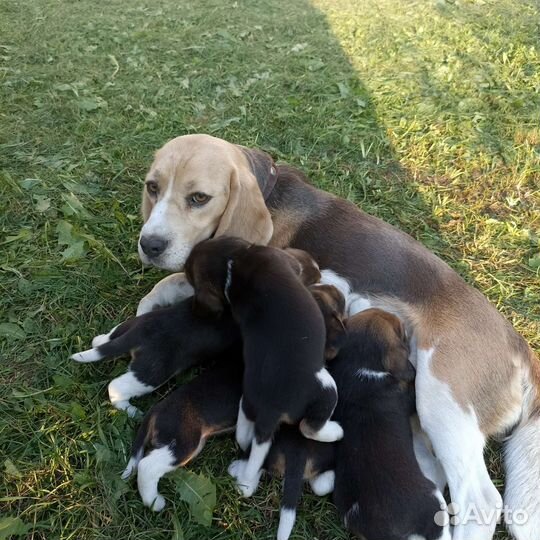Щенки бигль