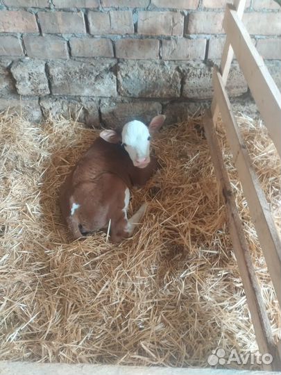 Телята (бычки и телочки)