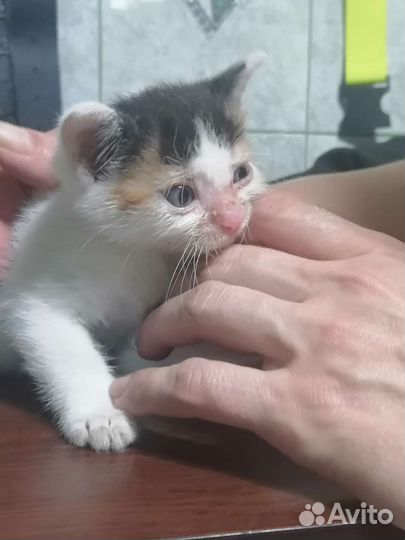 Котенок девочка в добрые руки