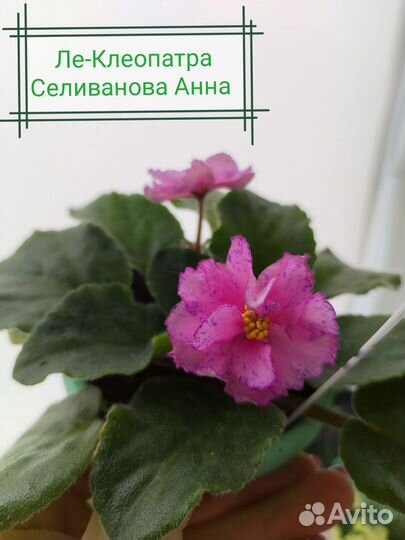 Фиалка детки набором