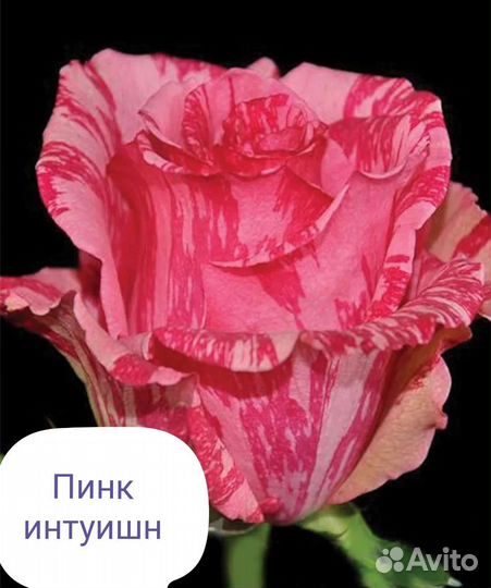 Саженцы роз самые красивые осень 2023г